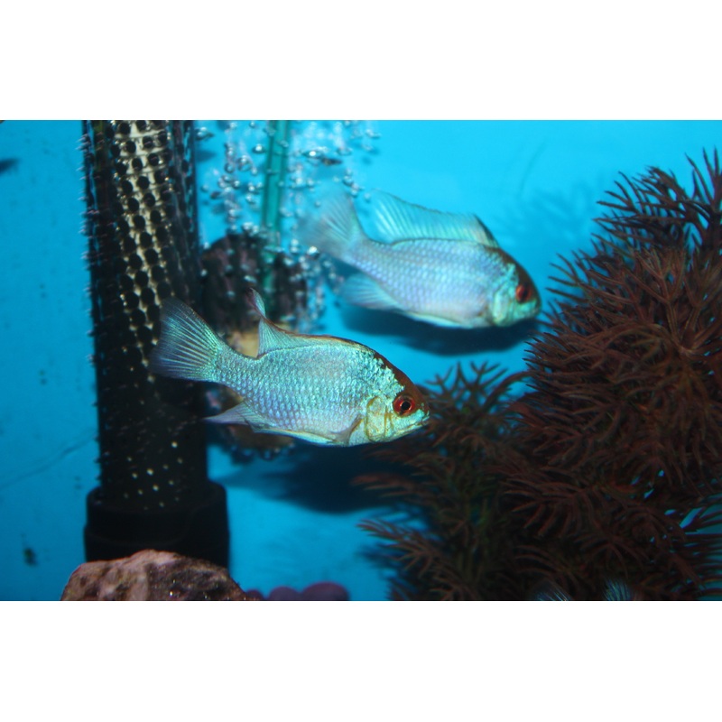 Electric Blue Ram