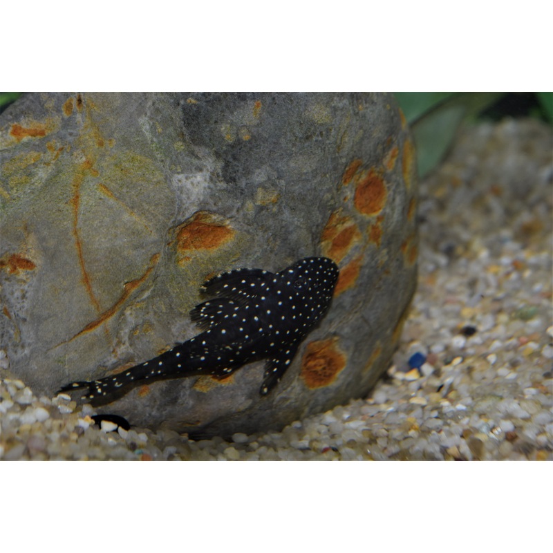 Flat Flyer Pleco (L-235)