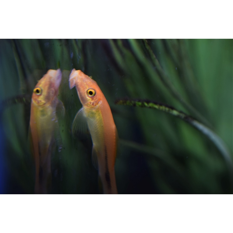 Gold Algae Eater