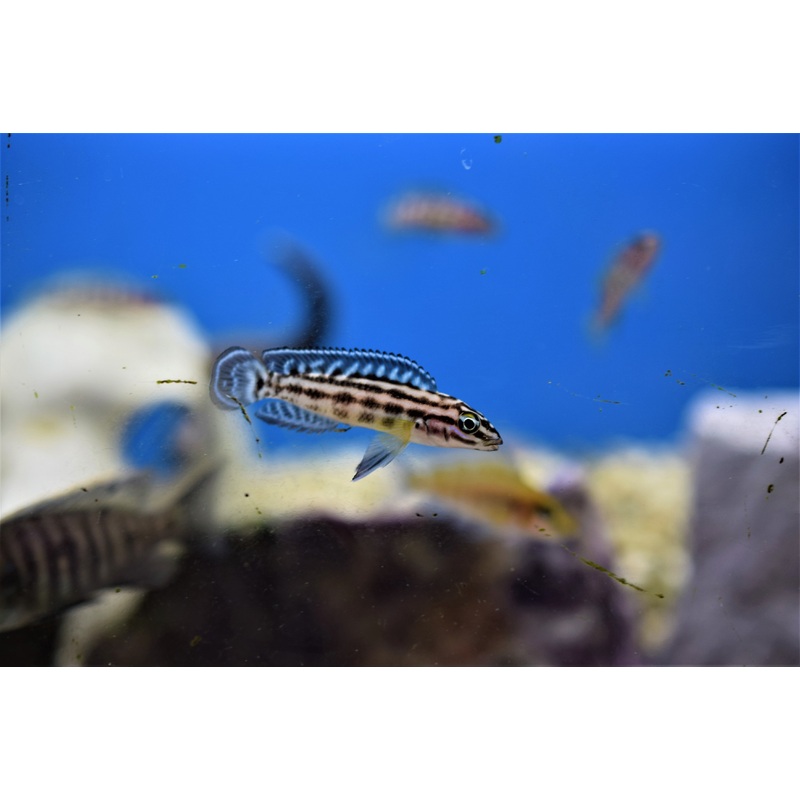 Julidichromis marlieri