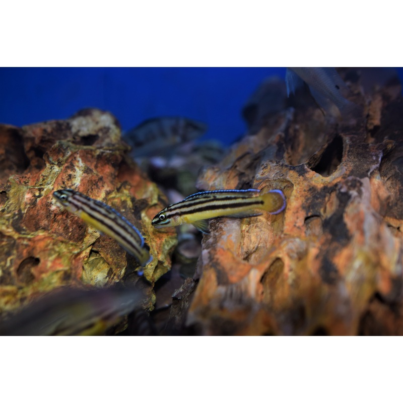 Julidichromis regani "Kipili"