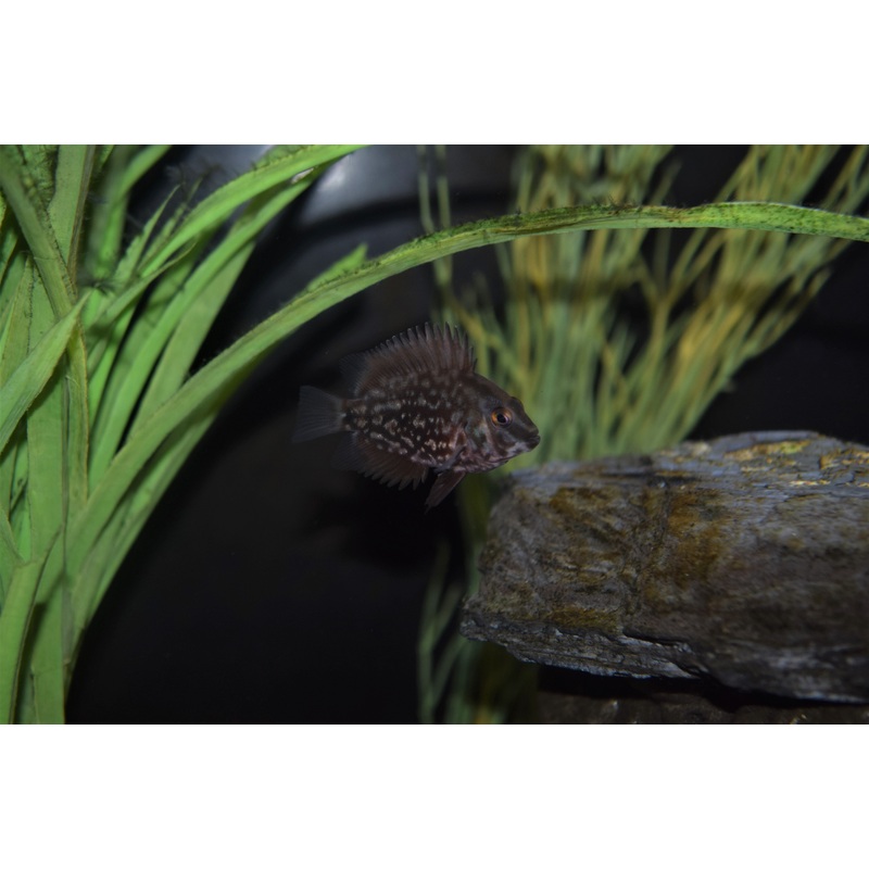 Juvenile Uaru
