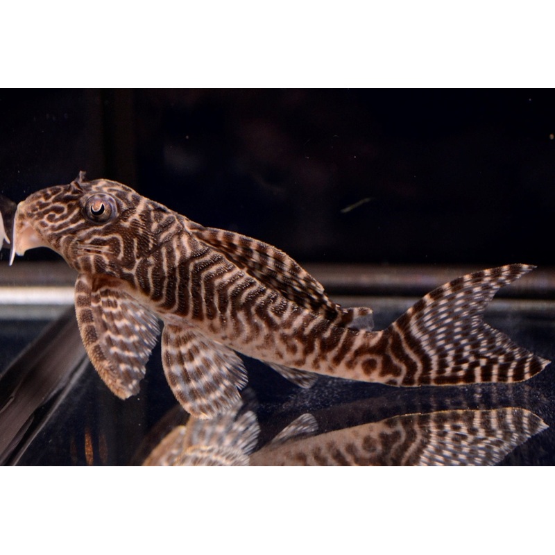King Tiger Pleco (L-066)