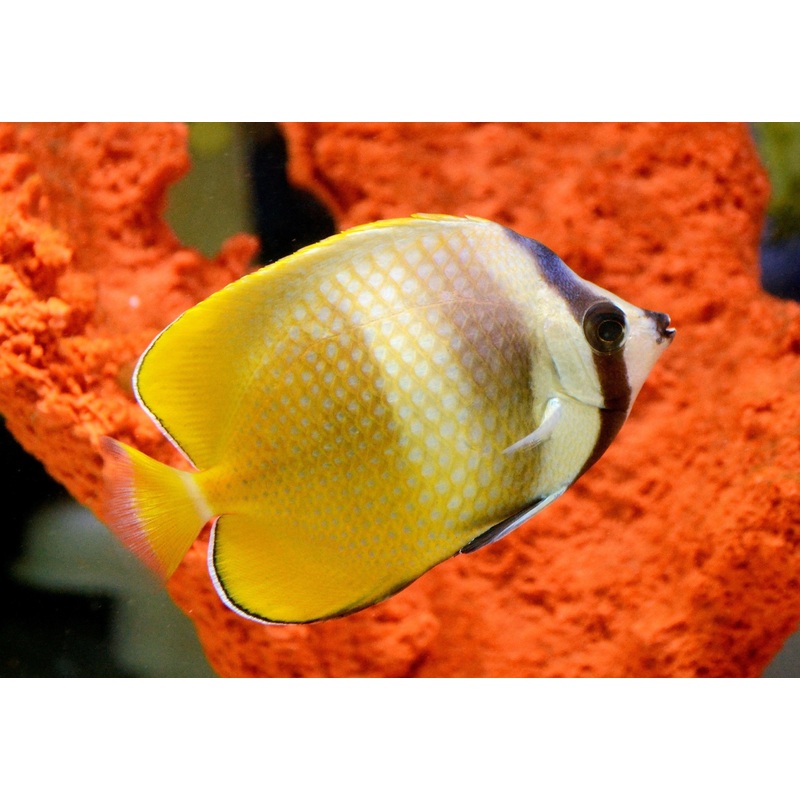Kleini Butterfly