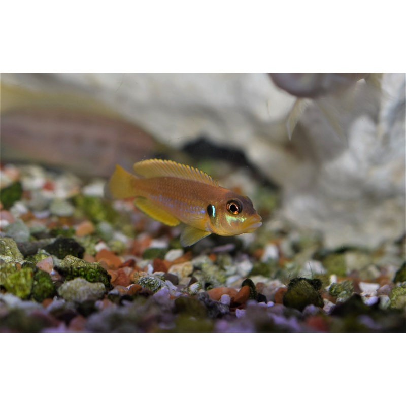 Lamprologus ocellatus "Gold"