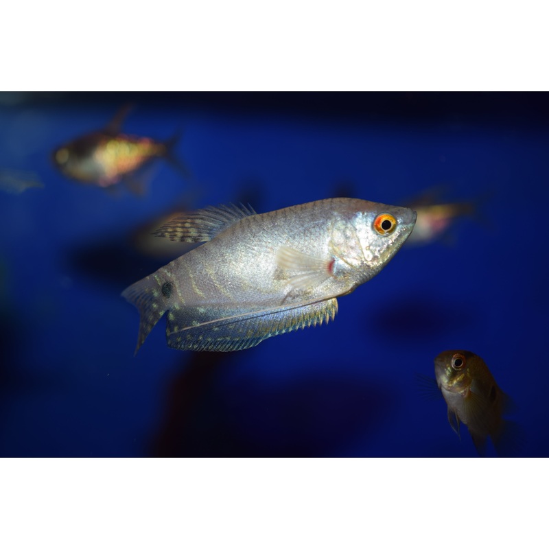 Lavender Gourami