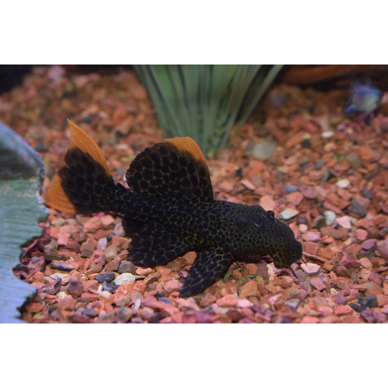 Leopard Cactus Pleco (L-600)