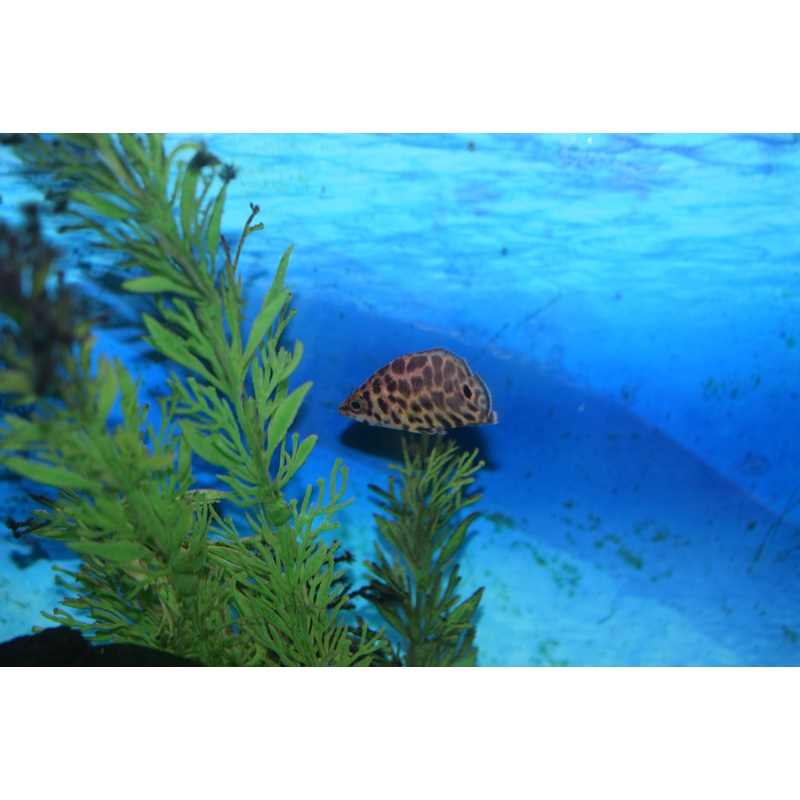 Leopard Ctenopoma