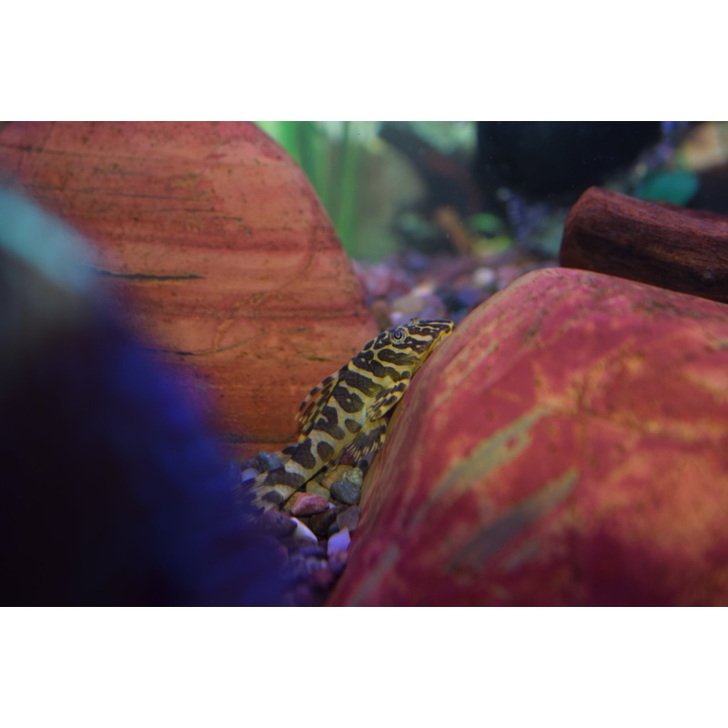 Leopard Frog Pleco (L-134)