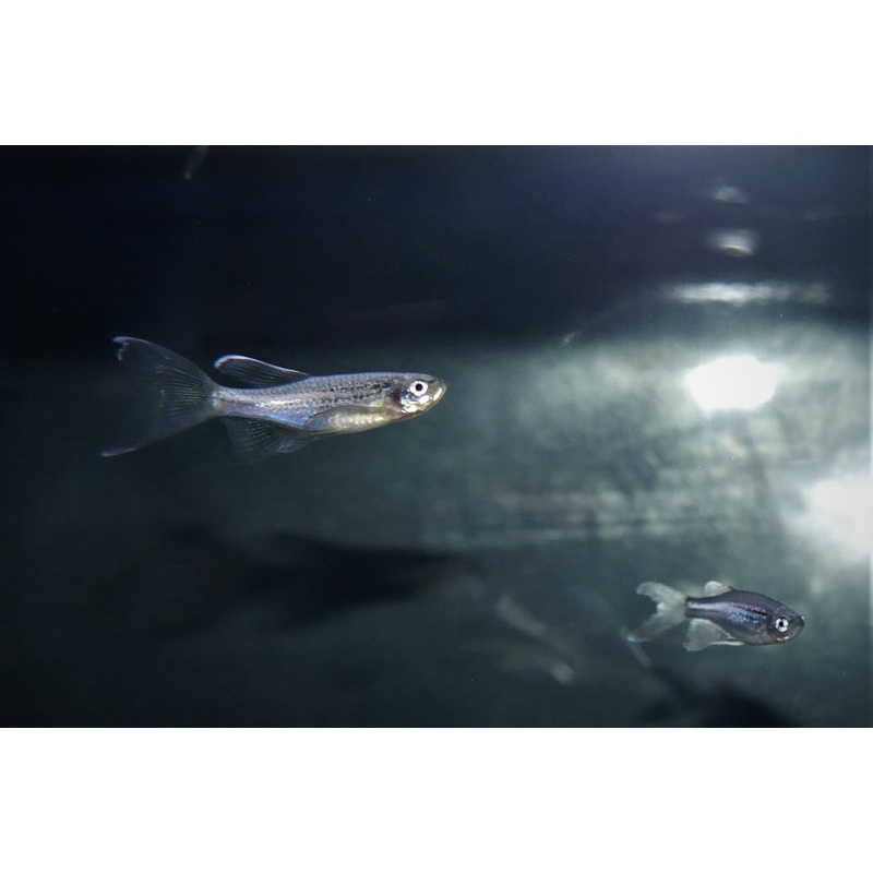 Longfin Leopard Danio