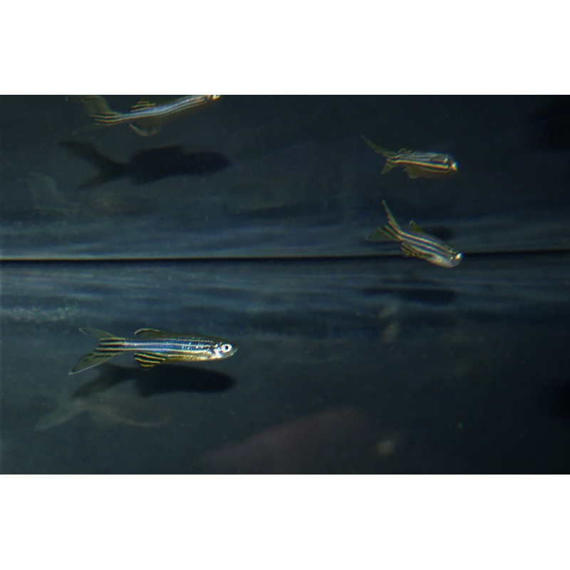 Longfin Zebra Danio