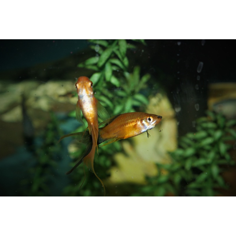 Lyretail Swordtail