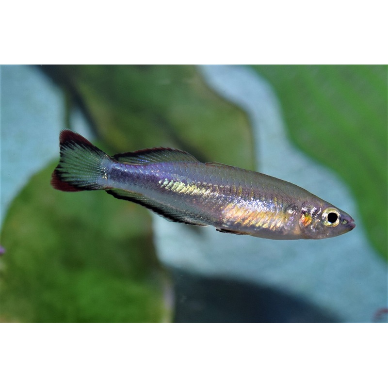 Madagascar Rainbow
