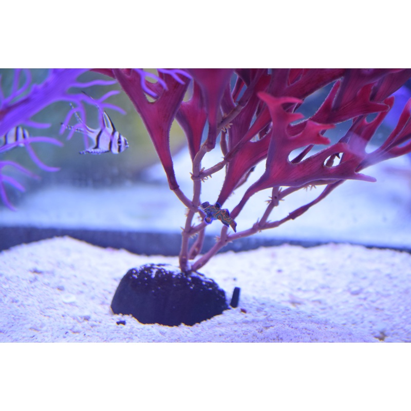 Mandarin Dragonet (Aquacultured)
