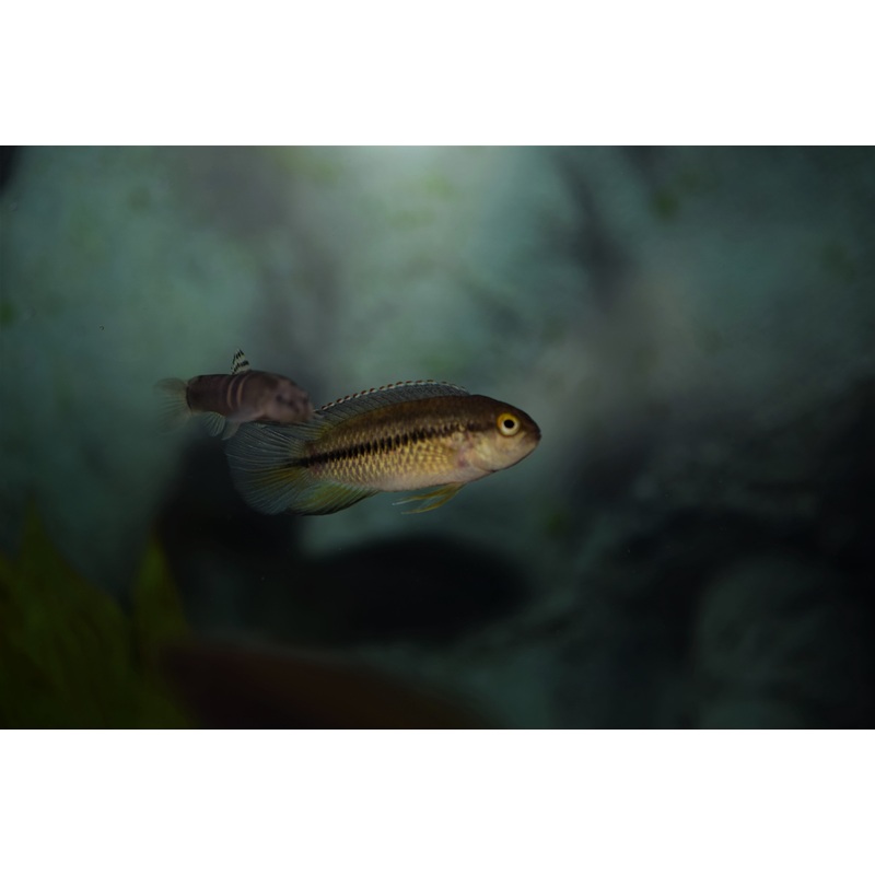 Nanacara anomala