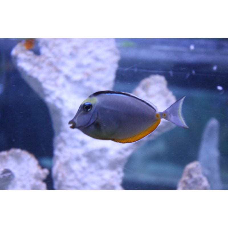 Naso Tang