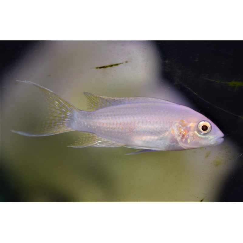 Neolamprologus brichardi "Albino"