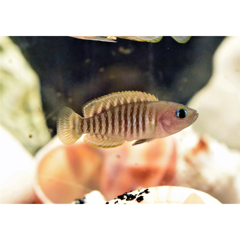Neolamprologus Multifasciatus