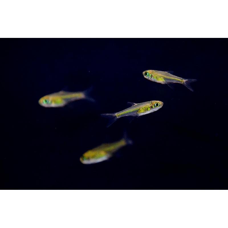 Neon Green Rasbora