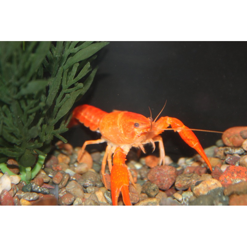 Neon Orange Lobster