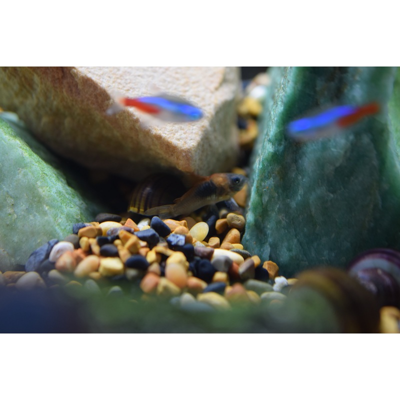 Orange Venzuelan Cory
