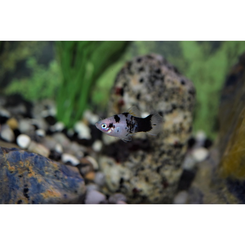 Panda Platys