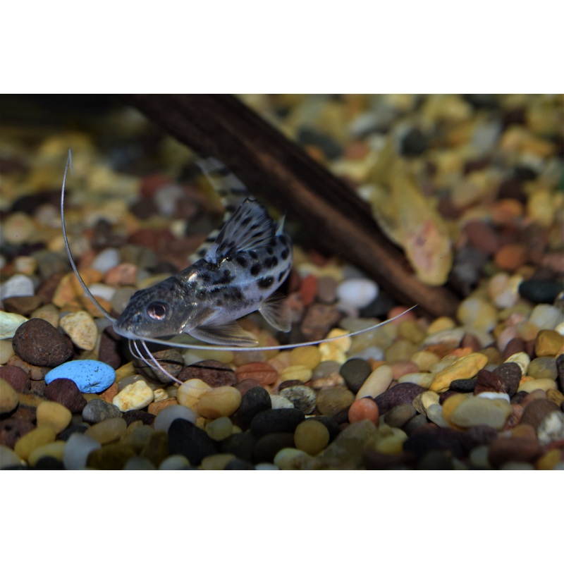 Pictus Catfish