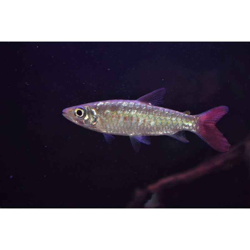 Pinktail Chalceus