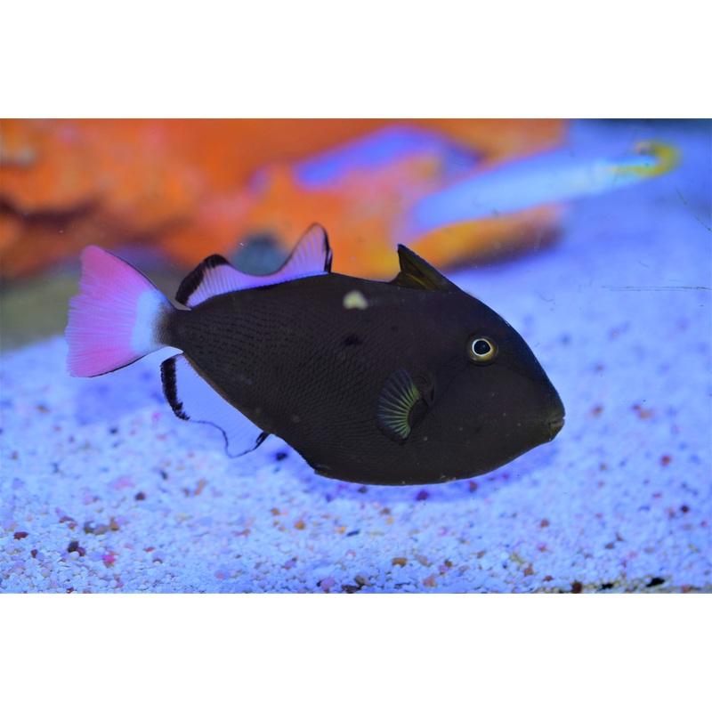 Pinktail Trigger