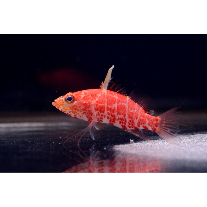 Plectranthias (Geometric)