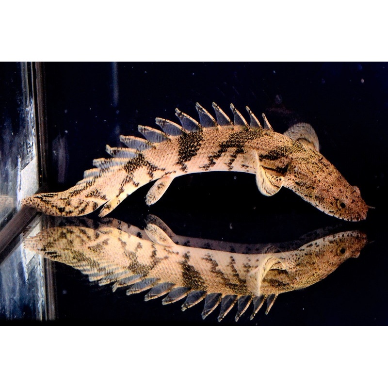 Polypterus Endlicheri (Bichir)