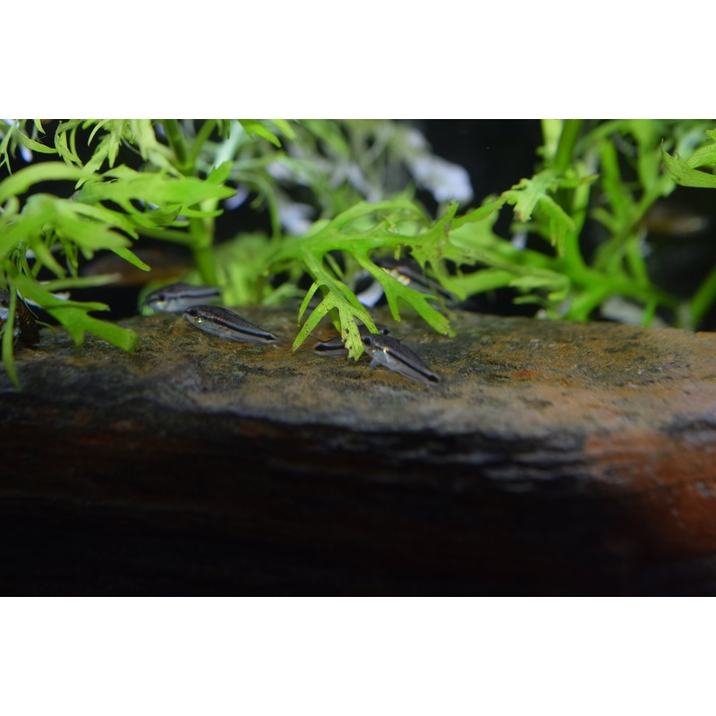 Pygmy Cory