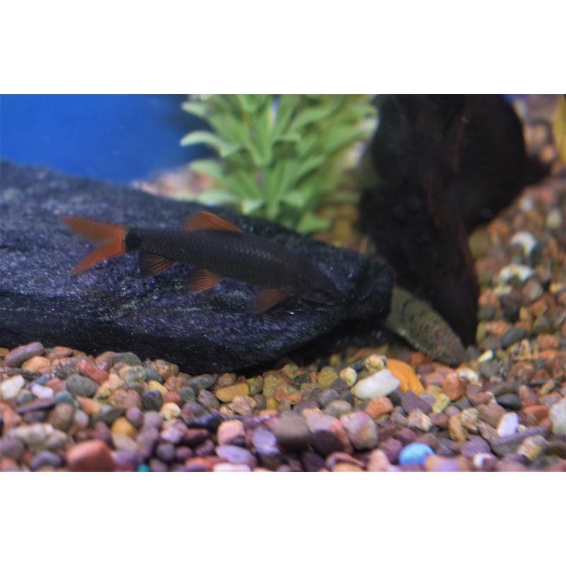 Rainbow Shark