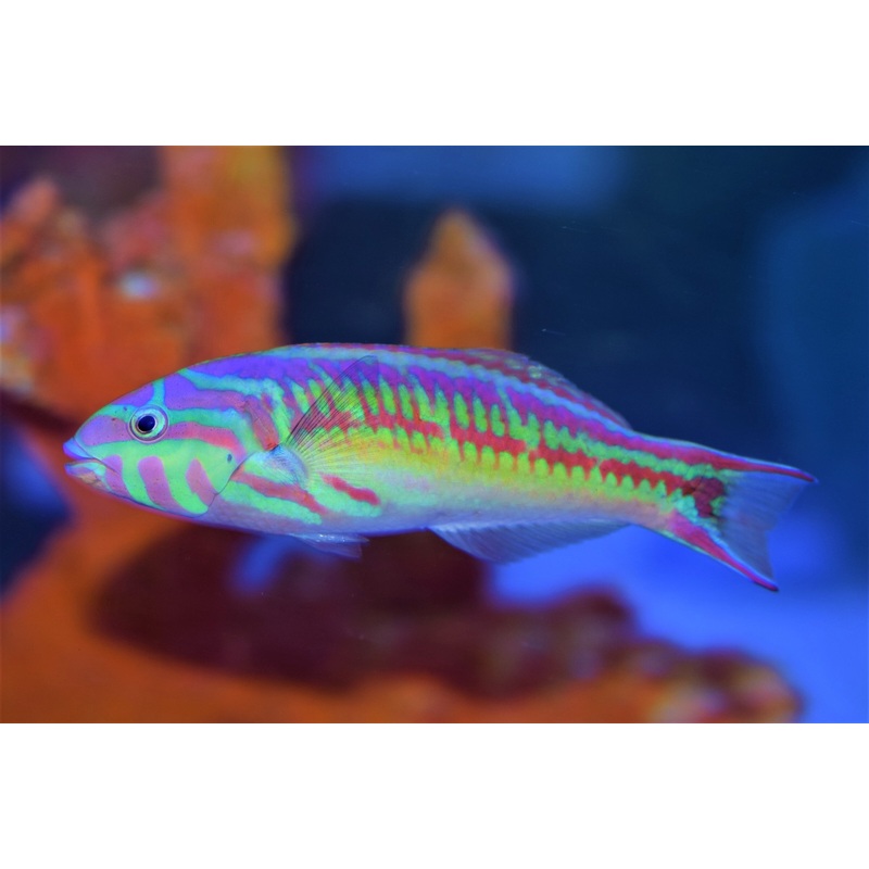 Rainbow Wrasse