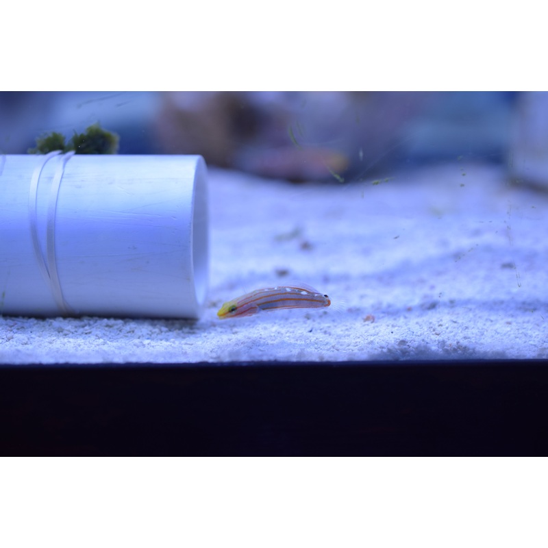 Rainford Goby