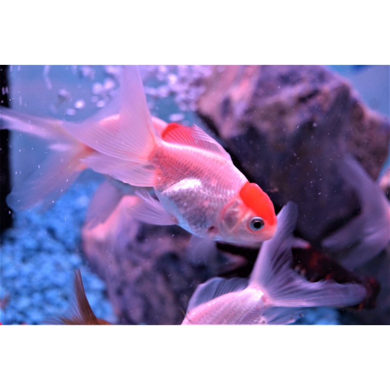 Red Cap Oranda