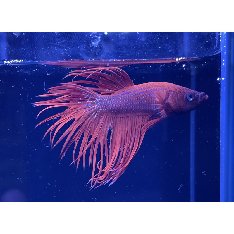 Red Crowntail