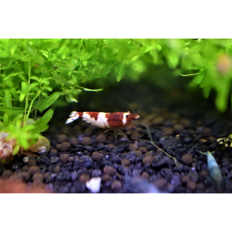 Red Crystal Shrimp