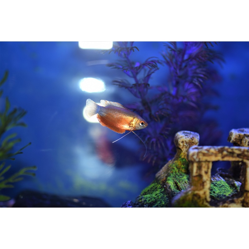 Red Honey Gourami