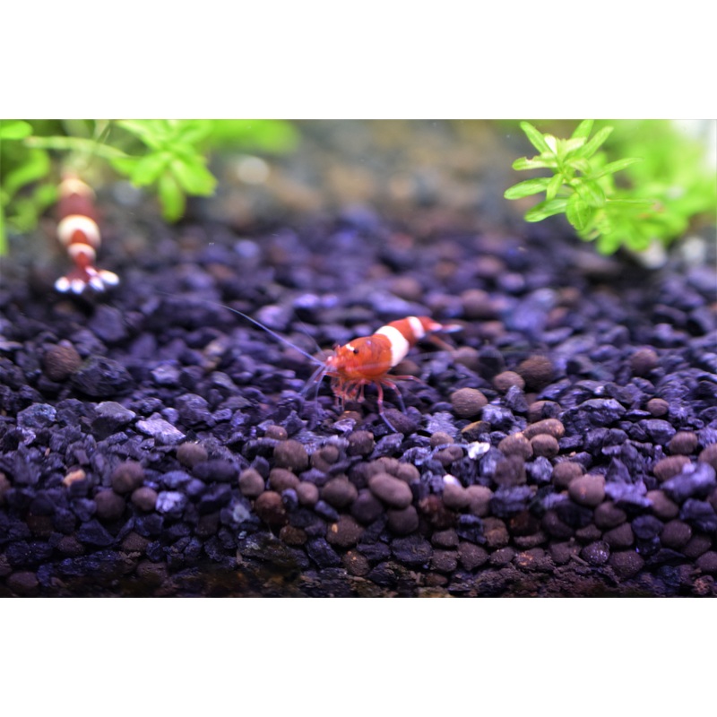 Red King Kong Shrimp