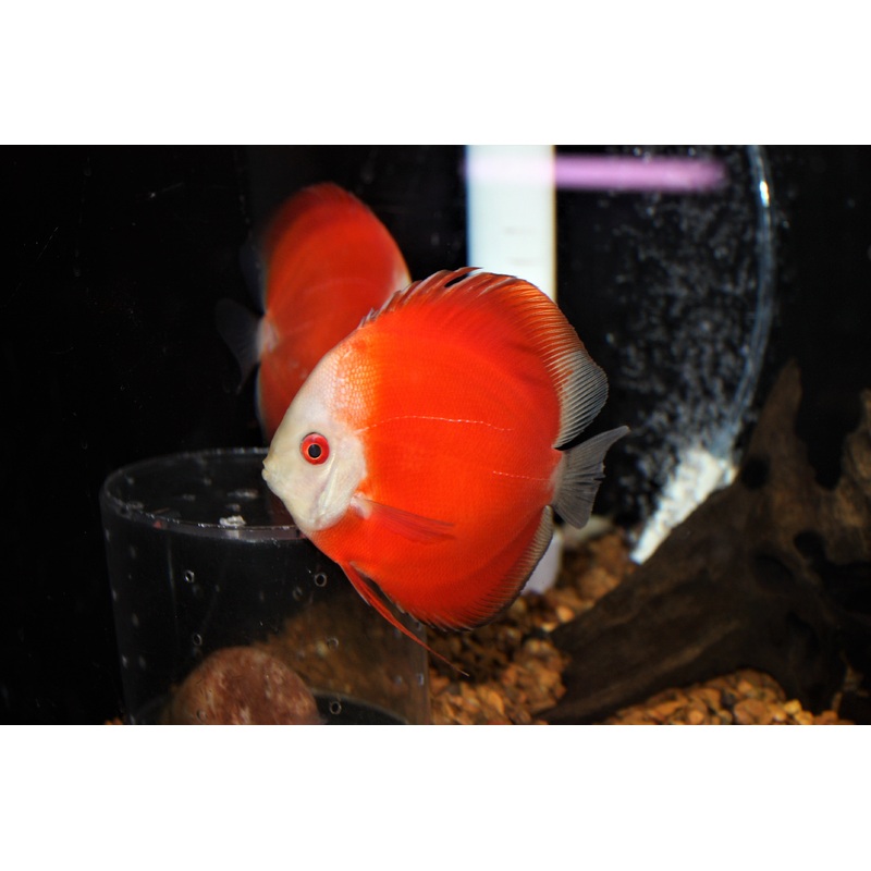 Red Marlboro Discus