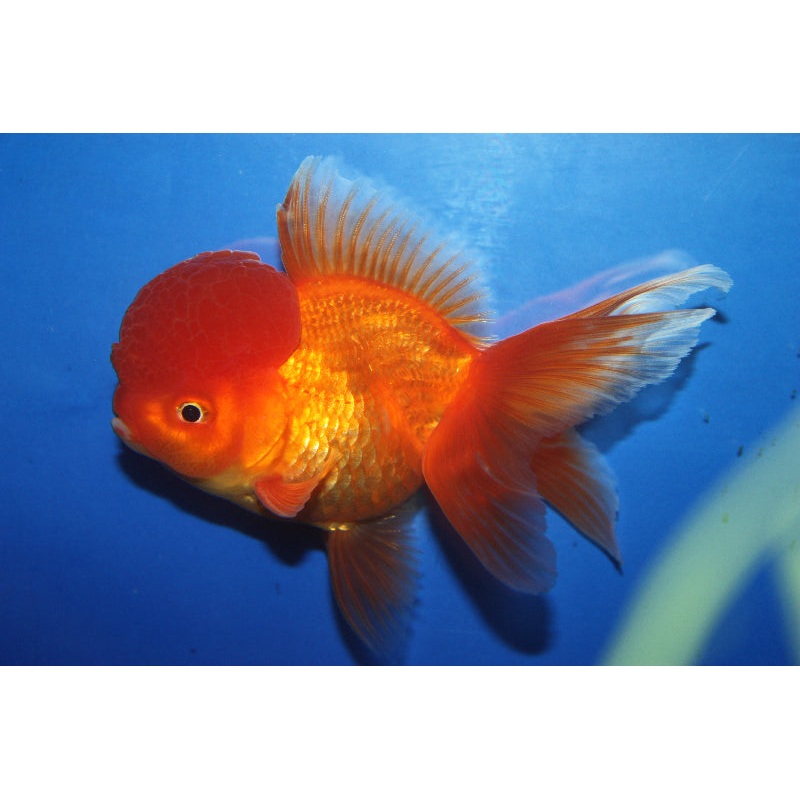 Red Oranda Goldfish