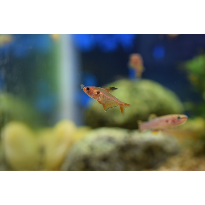 Red Phantom Tetra