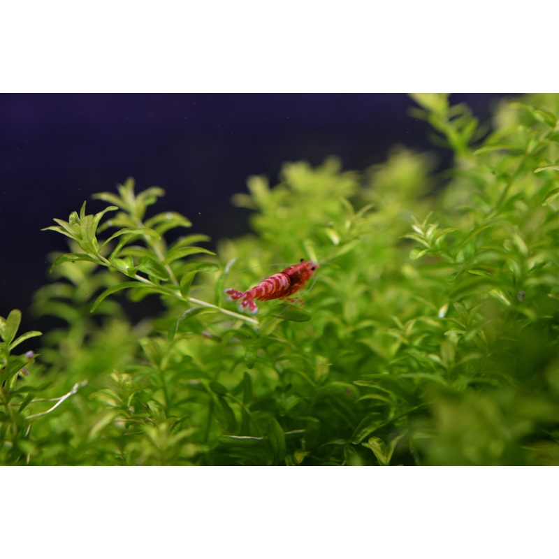 Red Pinto Shrimp
