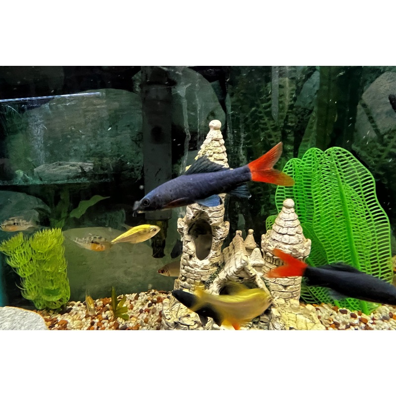 Redtail Shark