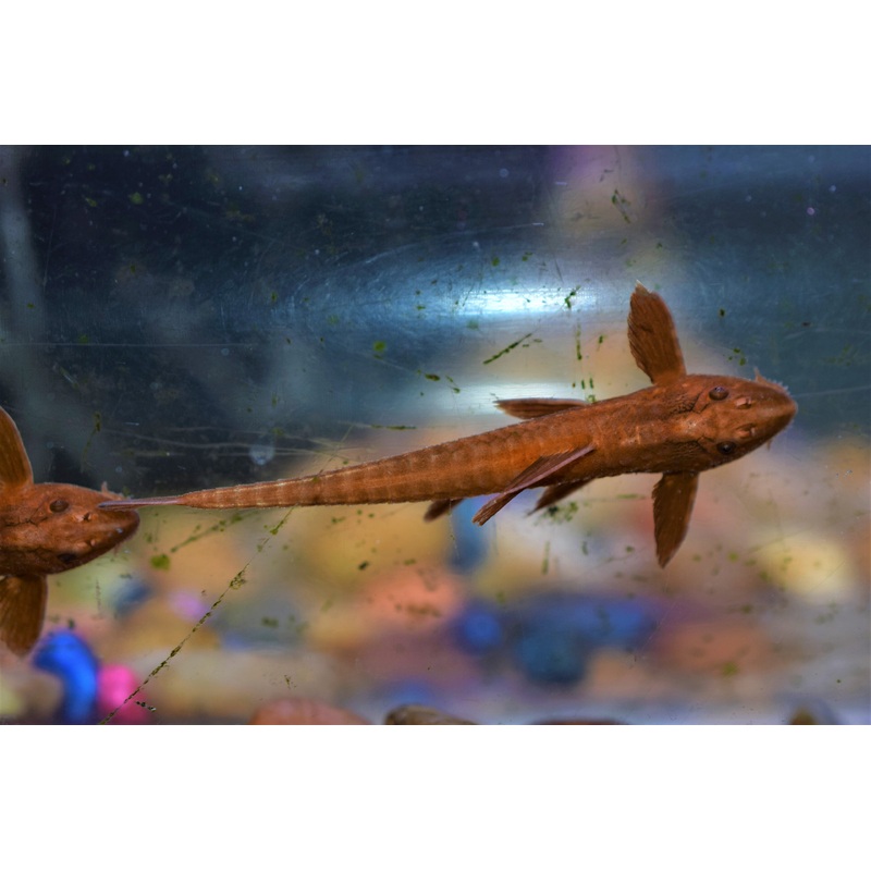 Rhineloricara sp. "Firefox"