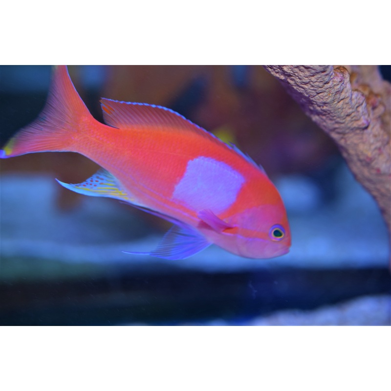 Royal Squareback Anthias