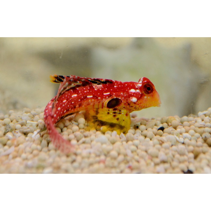 Ruby Red Dragonette