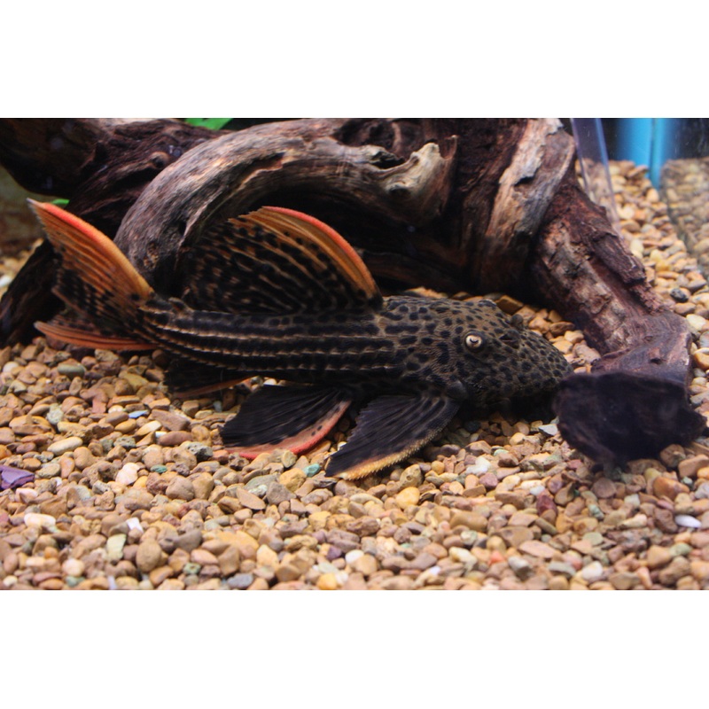 Scarlet Cactus Pleco (L-025)