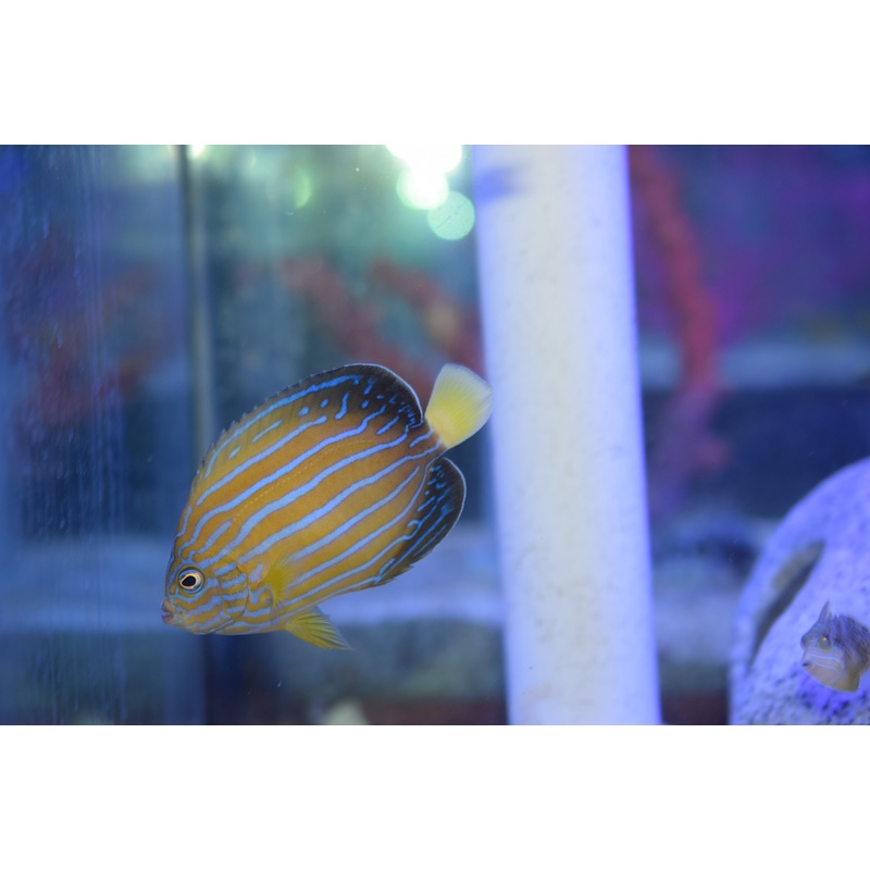 Septentrionalis Angel